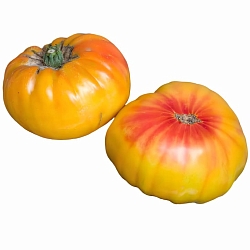  Томат Таксхорн (Tuxhorn’s Red and Yellow, США) (6шт)