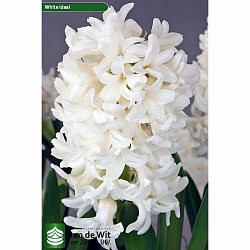 Гиацинт White Ideal
