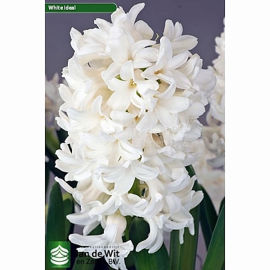 White Ideal