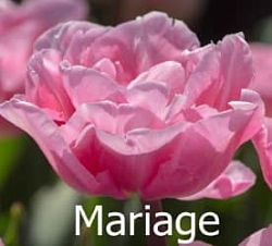 Mariage Mariage