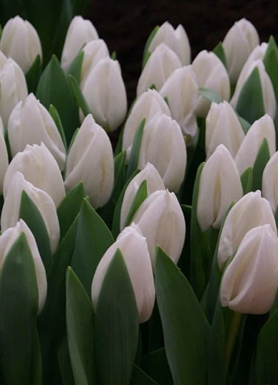 White Master