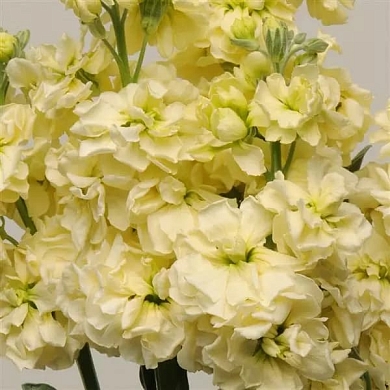 Matthiola incana Katz yellow (20шт)