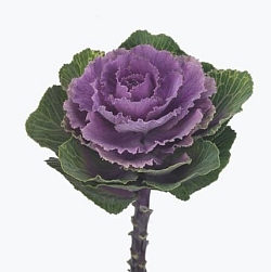 Брасика Brassica oleracea Crane F1 ruby (10шт)