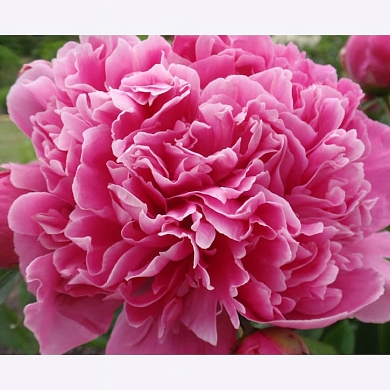 Пион Эдулис Суперба (Edulis Superba) (нет в наличии)