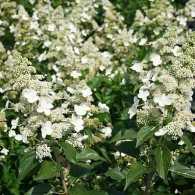 Гортензия Киушу (Kyushu)