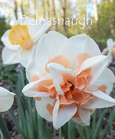 Нарцисс Delnashaugh Нарцисс Delnashaugh