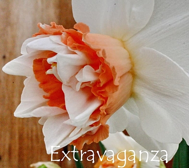 Extravaganza (нет в наличии)