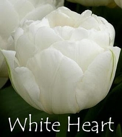  White Heart