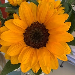 Подсолнух Helianthus Stromboli F1 orange (5шт) Подсолнух Helianthus Stromboli F1 orange (5шт)