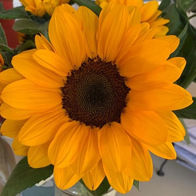 Helianthus Stromboli F1 orange (5шт)