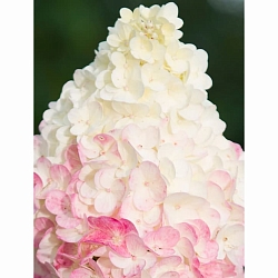 Гортензия Сандей Фрейз (Sundae Fraise) Гортензия Сандей Фрейз (Sundae Fraise)