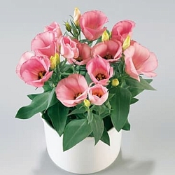 Лизиантус Lisianthus Carmen F1 rose (10шт) Лизиантус Lisianthus Carmen F1 rose (10шт)