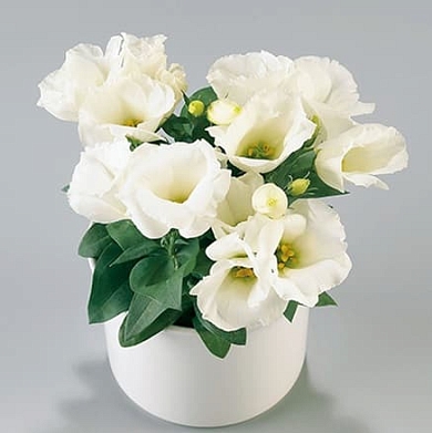 Lisianthus Carmen F1 ivory (10шт)