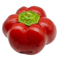  Перец сладкий Громозека Буф (6шт.)