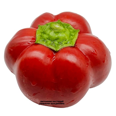 Перец сладкий Громозека Буф (6шт.)