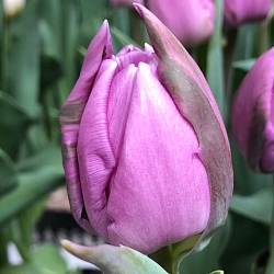Soprano Soprano