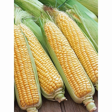 сахарная Медовая (Honey) (5шт)