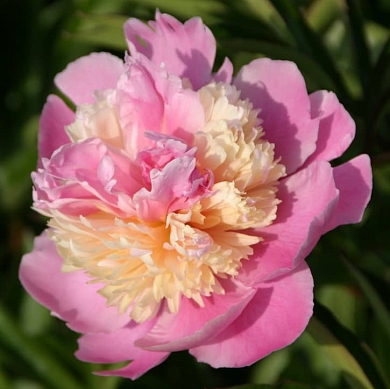 Пион Сорбет (Sorbet) (нет в наличии)