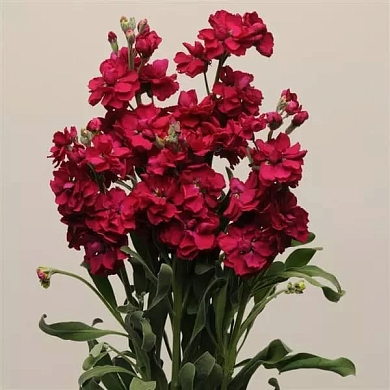 Matthiola incana Katz ruby (20шт)