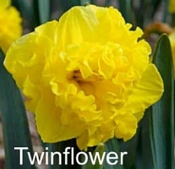 Нарцисс Twin flower Нарцисс Twin flower