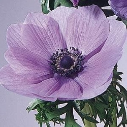 Анемона Мона Лиза lavender shades (Mona Lisa) (5шт) Анемона Мона Лиза lavender shades (Mona Lisa) (5шт)