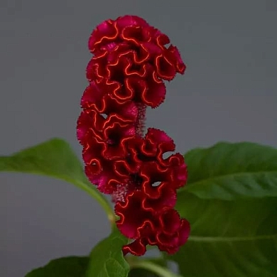 Celosia Neo red (5шт) (нет в наличии)