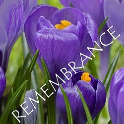 Крокус Remembrance