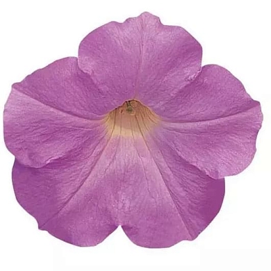 Wave F1 misty lilac (5шт)