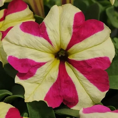 Sophistica F1 lime bicolor (5шт)