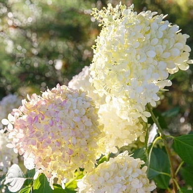 Гортензия Грандифлора (Grandiflora)