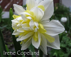 Нарцисс Irene copeland Нарцисс Irene copeland