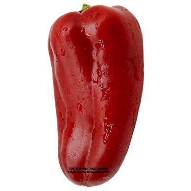 Перец сладкий Ференц тендер (Ferenec Tender) (6шт.)