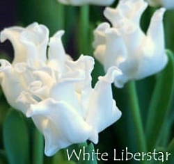  White Liberstar