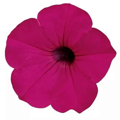 Tidal Wave F1 purple (5шт) (нет в наличии)