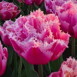 Pink Magic Pink Magic