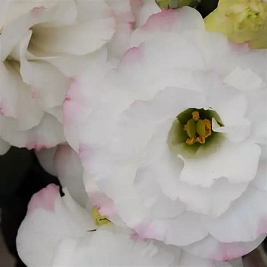 Lisianthus ABC 1 F1 rose rim (10шт)