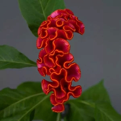 Celosia Neo orange (5шт) (нет в наличии)
