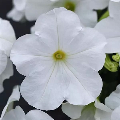 E3 Easy Wave F1 white (5шт) (нет в наличии)