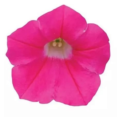 Shock Wave F1 rose (5шт)