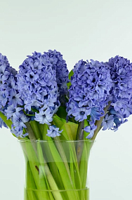 Гиацинт Delft Blue