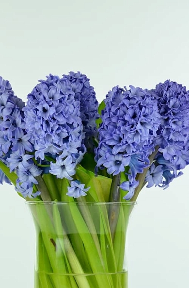 Delft Blue