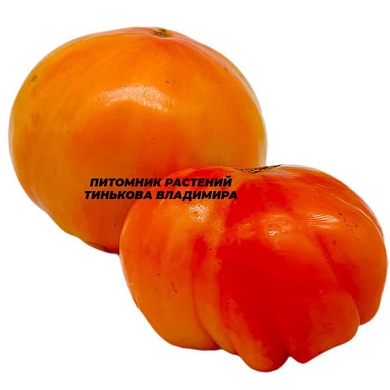Томат Реликвия Роудс (Rhoades Heirloom, США) (6шт)