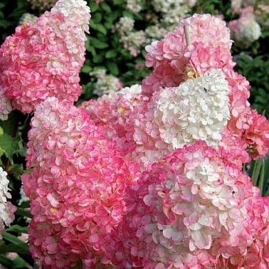 Гортензия Пинк Леди (Pink Lady)