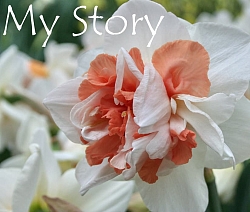 Нарцисс My Story Нарцисс My Story