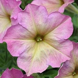 Петуния Debonair F1 rose dusty (5шт) Петуния Debonair F1 rose dusty (5шт)