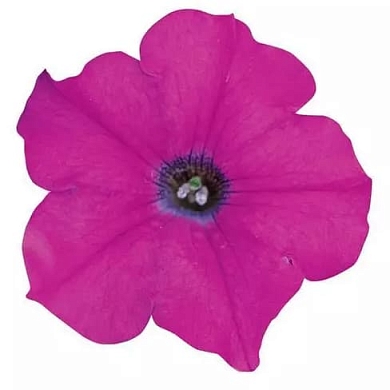 Wave F1 lavender (5шт)