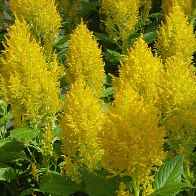 Celosia Sunday yellow (5шт)