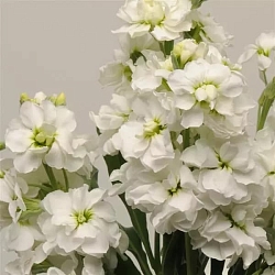 Маттиола Matthiola incana Katz white (20шт) Маттиола Matthiola incana Katz white (20шт)