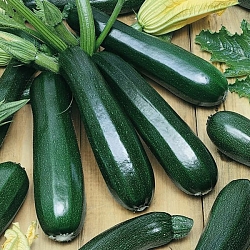 Кабачок Цуккини Блэк (Black) (5шт) Кабачок Цуккини Блэк (Black) (5шт)