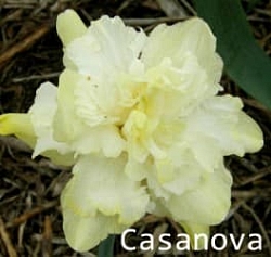 Нарцисс Casanova Нарцисс Casanova